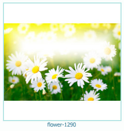 floare rama foto 1290