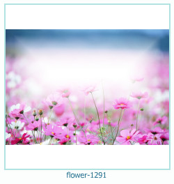 floare rama foto 1291