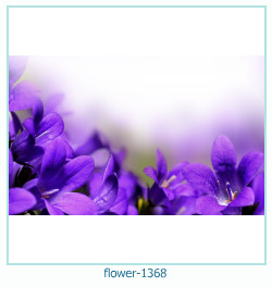 floare rama foto 1368