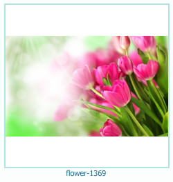 floare rama foto 1369