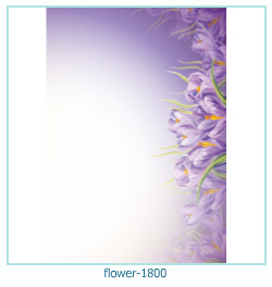floare rama foto 1800