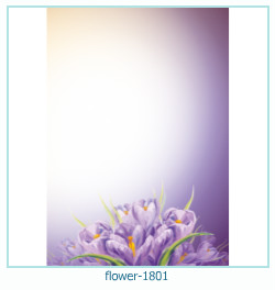 floare rama foto 1801