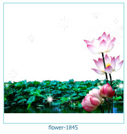 floare rama foto 1845