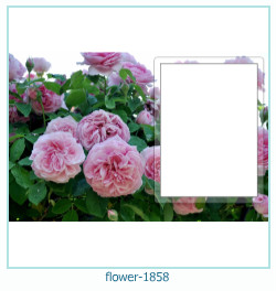 floare rama foto 1858