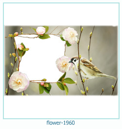 floare rama foto 1960