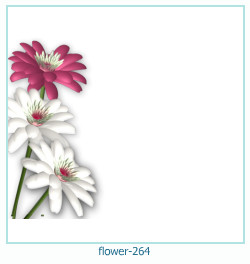 floare rama foto 264